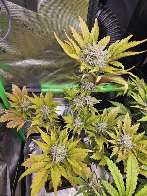 White Cheese Auto Winter grow. Week 9