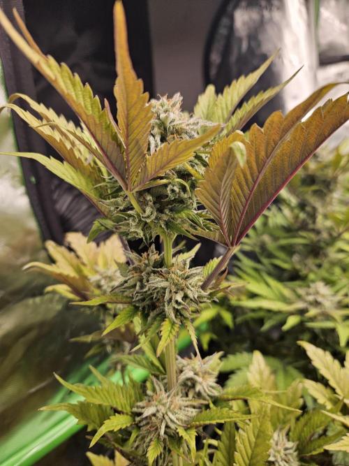 White Cheese Auto Winter grow. Week 9