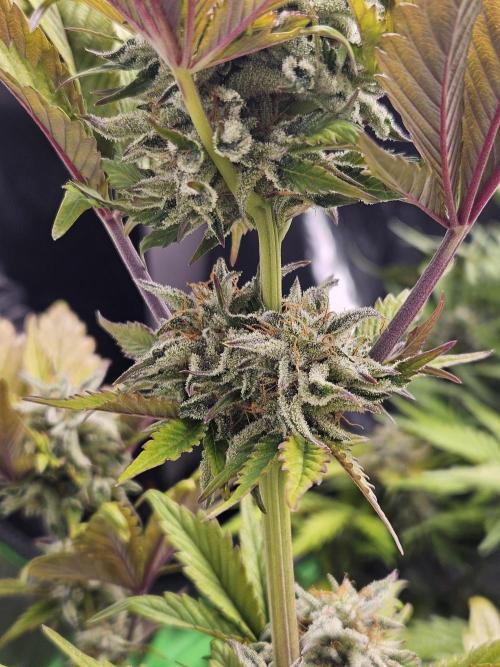 White Cheese Auto Winter grow. Week 9