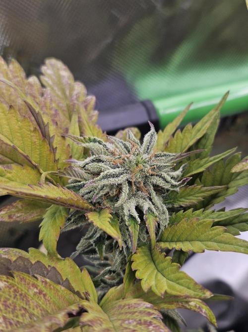 White Cheese Auto Winter grow. Week 9