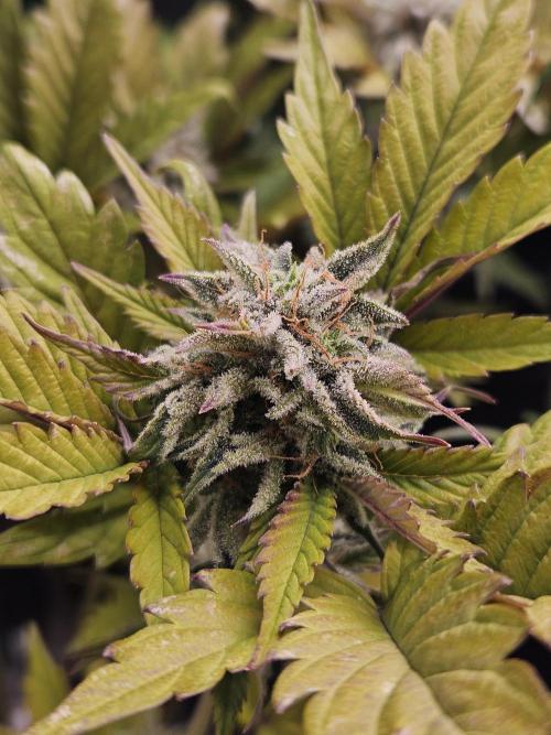White Cheese Auto Winter grow. Week 9