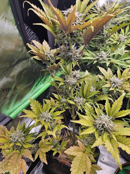 White Cheese Auto. Week 9