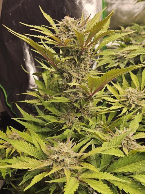 Gorilla Cookies Auto - Winter grow. Week 9