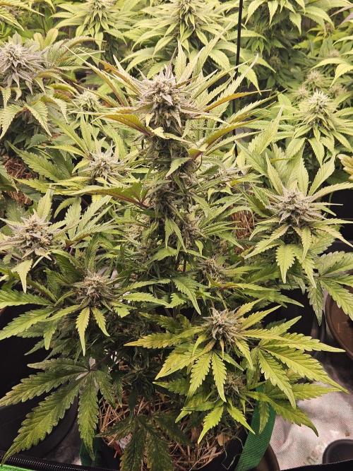 Gorilla Cookies Auto - Winter grow. Week 9