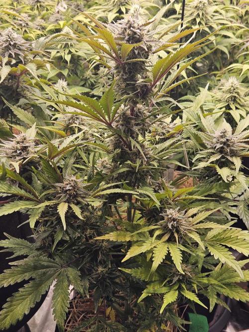 Gorilla Cookies Auto - Winter grow. Week 9