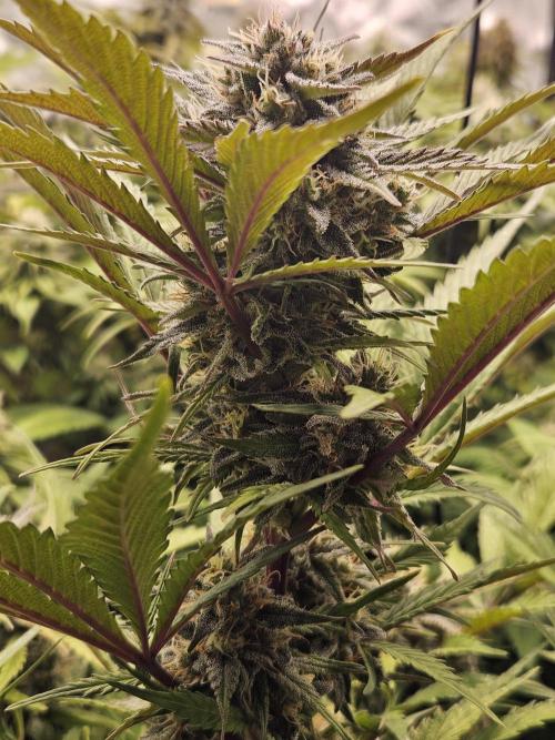 Gorilla Cookies Auto - Winter grow. Week 9