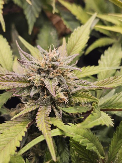Gorilla Cookies Auto - Winter grow. Week 9