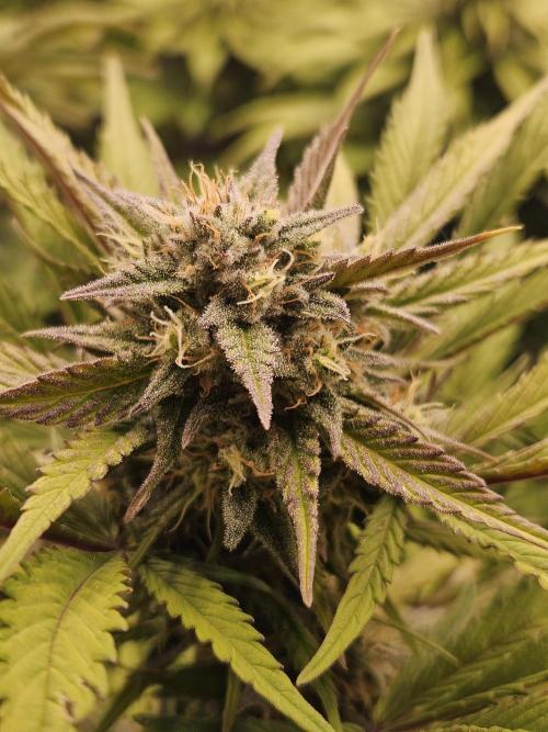 Gorilla Cookies Auto - Winter grow. Week 9