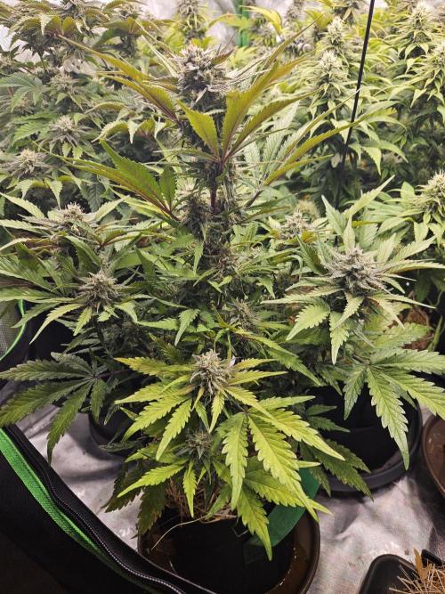 Gorilla Cookies Auto - Winter grow. Week 9