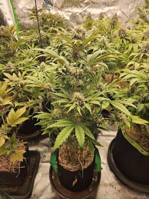California Sour Diesel Auto Winter grow. Week 9