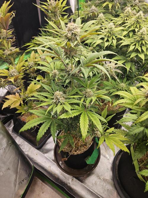 California Sour Diesel Auto Winter grow. Week 9