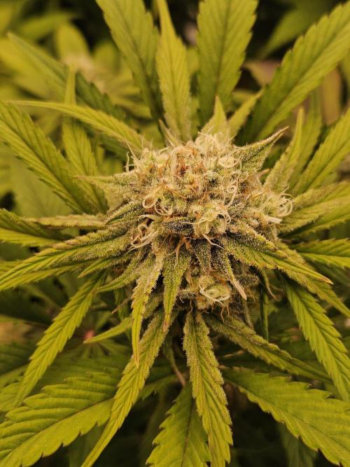 California Sour Diesel Auto Winter grow. Week 9