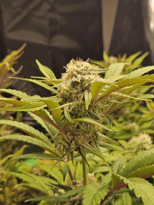 California Sour Diesel Auto Winter grow. Week 9