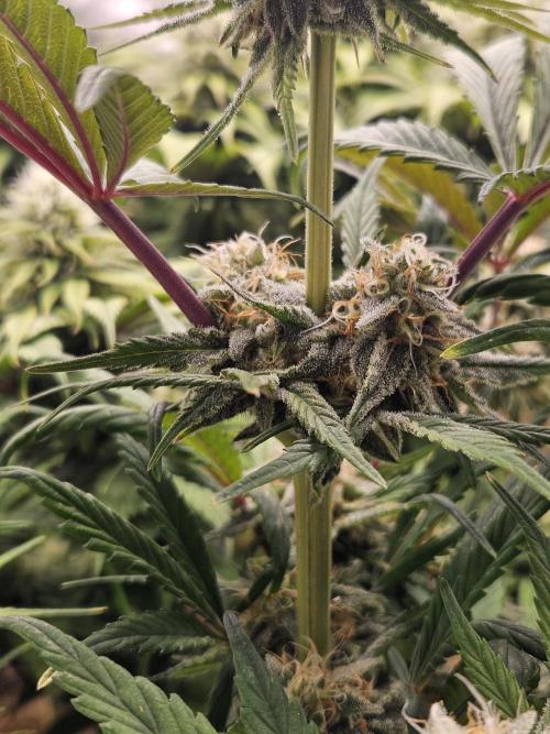 California Sour Diesel Auto Winter grow. Week 9
