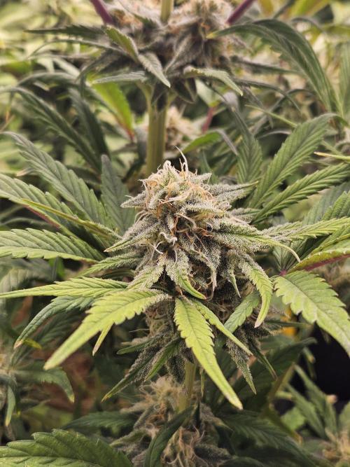 California Sour Diesel Auto Winter grow. Week 9