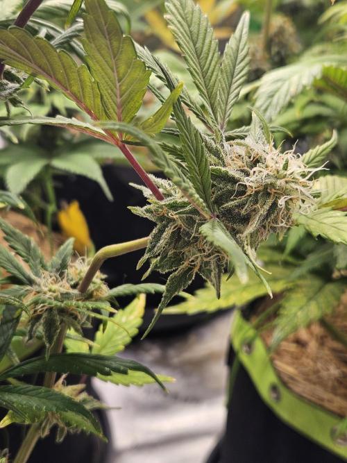 California Sour Diesel Auto Winter grow. Week 9