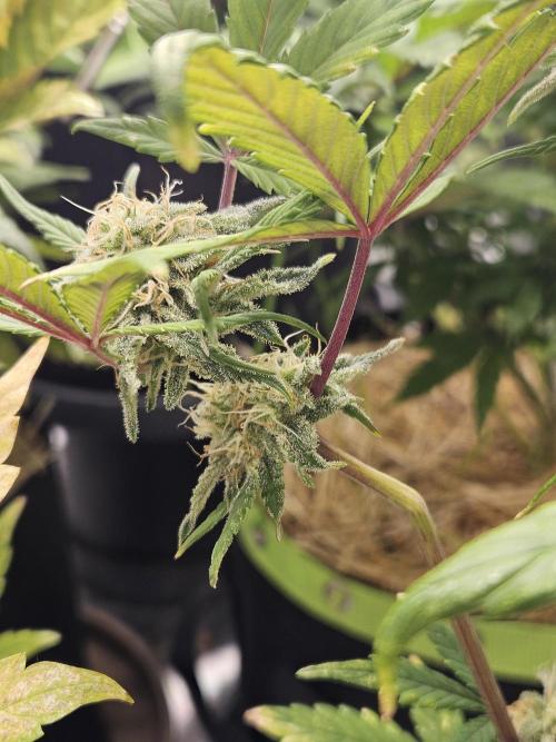 California Sour Diesel Auto Winter grow. Week 9