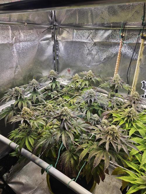 Honeycomp Pave - Compound - Winter Grow. Week 12