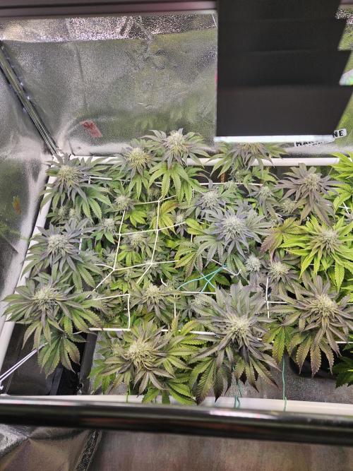Honeycomp Pave - Compound - Winter Grow. Week 12