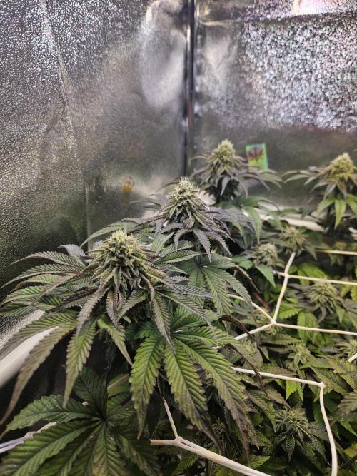 Honeycomp Pave - Compound - Winter Grow. Week 12
