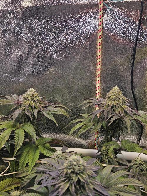 Honeycomp Pave - Compound - Winter Grow. Week 12