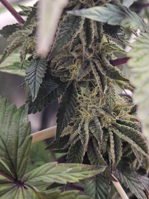 Honeycomp Pave - Compound - Winter Grow. Week 12