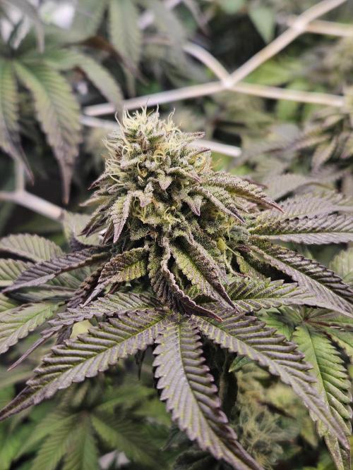 Honeycomp Pave - Compound - Winter Grow. Week 12