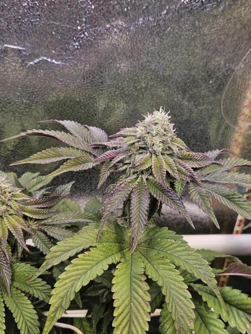 Honeycomp Pave - Compound - Winter Grow. Week 12