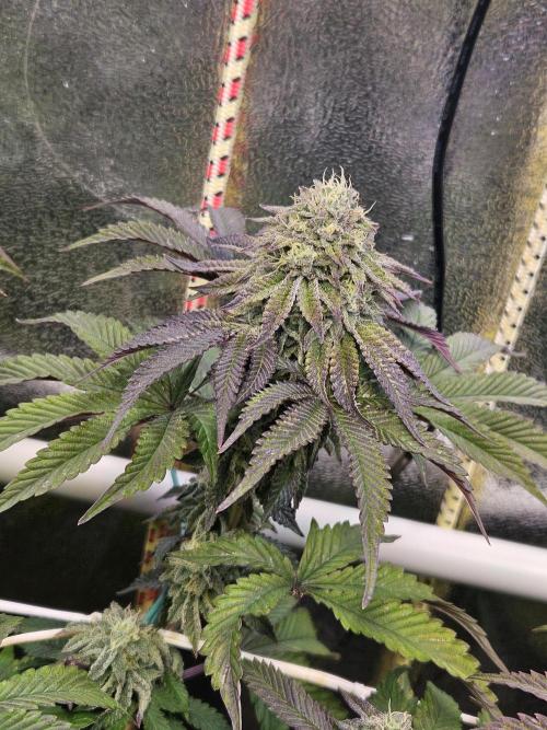 Honeycomp Pave - Compound - Winter Grow. Week 12