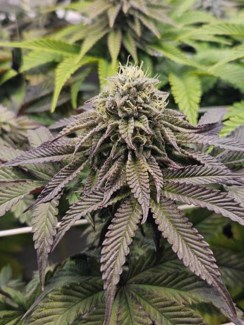 Honeycomp Pave - Compound - Winter Grow. Week 12