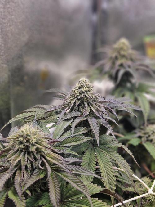 Honeycomp Pave - Compound - Winter Grow. Week 12