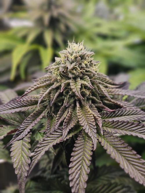 Honeycomp Pave - Compound - Winter Grow. Week 12
