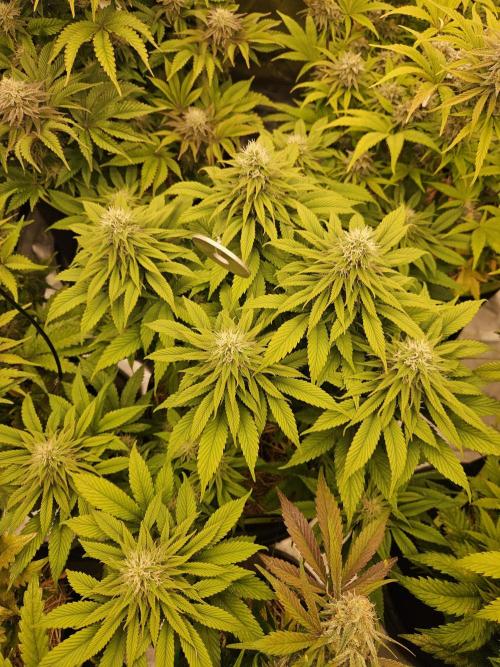 Cherry Dream - Kannabia - Winter Grow. Week 12