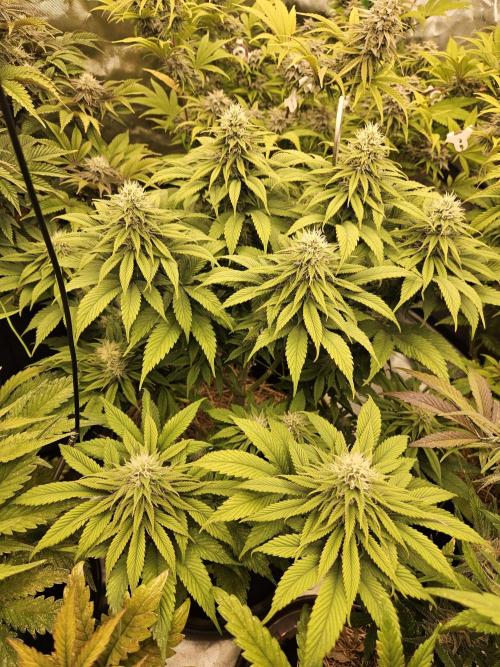 Cherry Dream - Kannabia - Winter Grow. Week 12