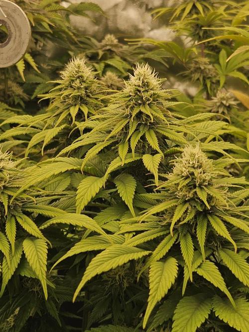 Cherry Dream - Kannabia - Winter Grow. Week 12