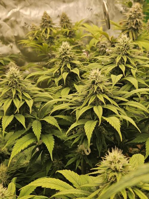 Cherry Dream - Kannabia - Winter Grow. Week 12
