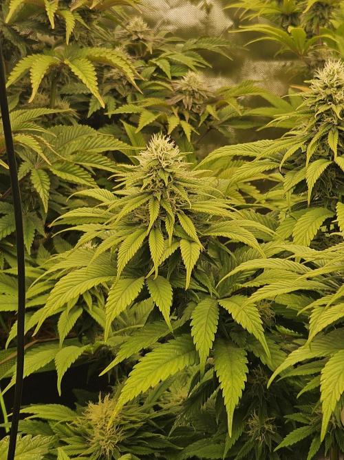 Cherry Dream - Kannabia - Winter Grow. Week 12