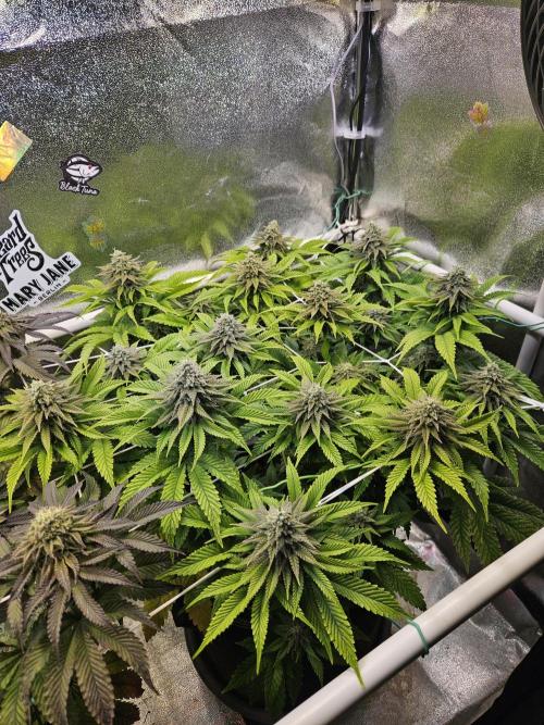 Velvet Kir Royal - HnnyHmp - Winter Grow. Week 12