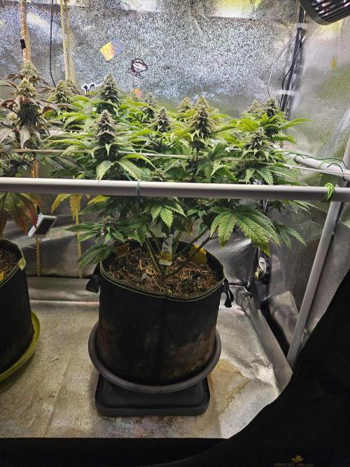 Velvet Kir Royal - HnnyHmp - Winter Grow. Week 12