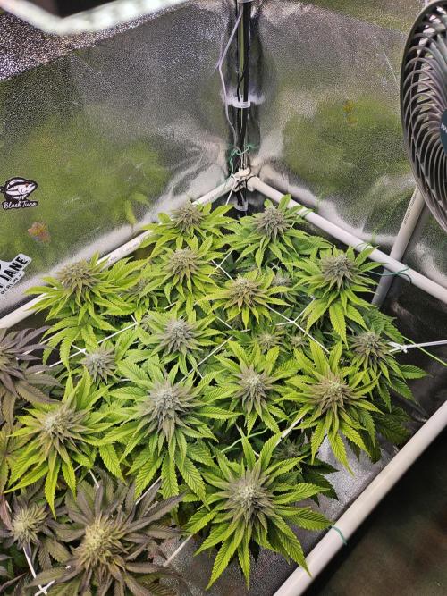 Velvet Kir Royal - HnnyHmp - Winter Grow. Week 12