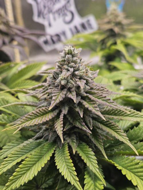 Velvet Kir Royal - HnnyHmp - Winter Grow. Week 12 - pheno 1
