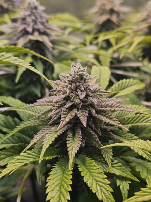 Velvet Kir Royal - HnnyHmp - Winter Grow. Week 12 - pheno 1