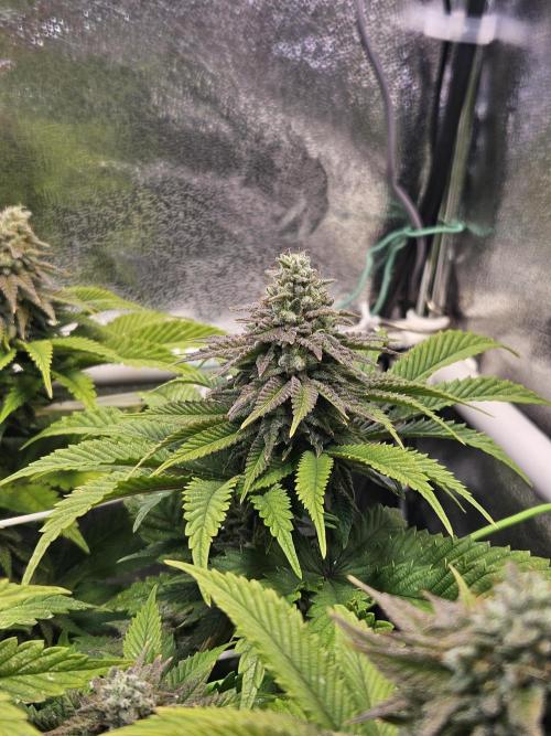 Velvet Kir Royal - HnnyHmp - Winter Grow. Week 12 - pheno 1