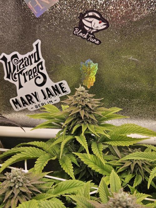 Velvet Kir Royal - HnnyHmp - Winter Grow. Week 12