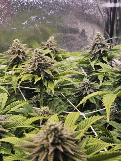 Velvet Kir Royal - HnnyHmp - Winter Grow. Week 12
