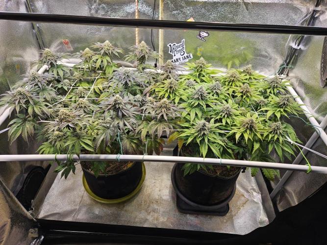 Velvet Kir Royal - HnnyHmp - Winter Grow. Week 12