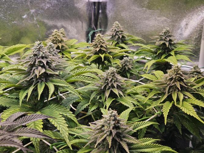 Velvet Kir Royal - HnnyHmp - Winter Grow. Week 12 - pheno 1
