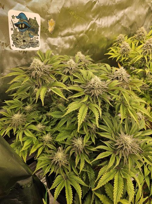 Velvet Kir Royal - HnnyHmp - Winter Grow. Week 12