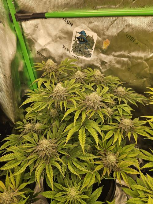 Velvet Kir Royal - HnnyHmp - Winter Grow. Week 12