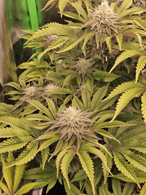 Velvet Kir Royal - HnnyHmp - Winter Grow. Week 12 - pheno 2